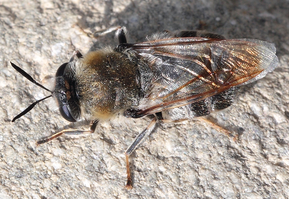 Imenottero  da identificare. No. Stratiomys longicornis?